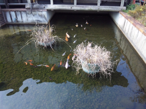 サイズ変換_SH3G0991.jpg