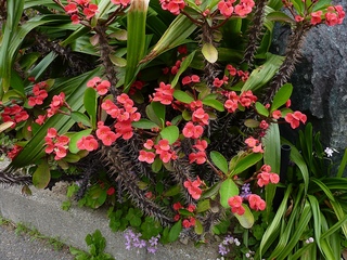 Euphorbia milii.jpg