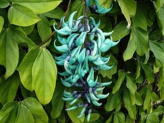 Jade vine.jpg