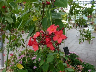 Muntingia calabura.jpg