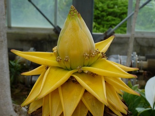 Musella lasiocarpa.jpg