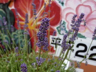 nagasaki_lavender.jpg