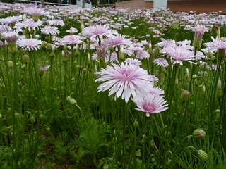 pink_dandelion.jpg